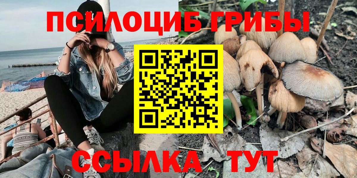 Псилоцибиновые грибы мицелий Чернушка